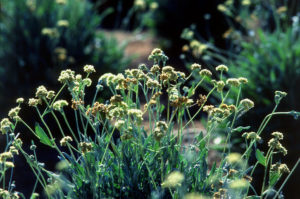 Guayule Plants