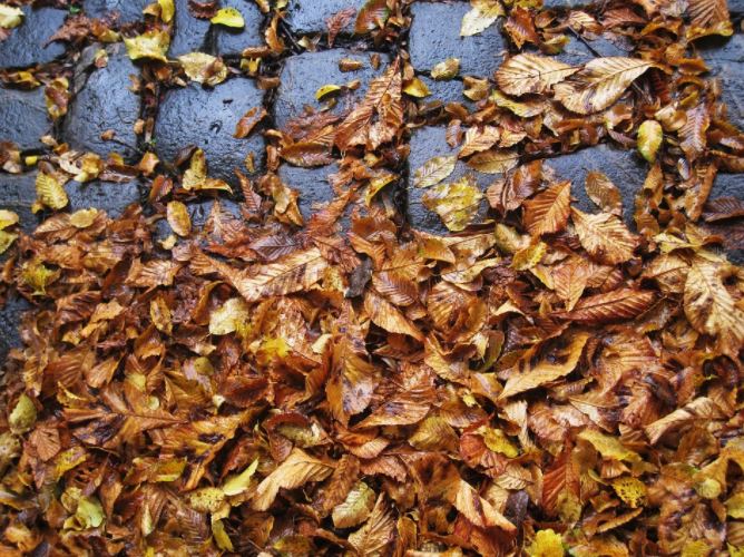 Wet Leaves on Road