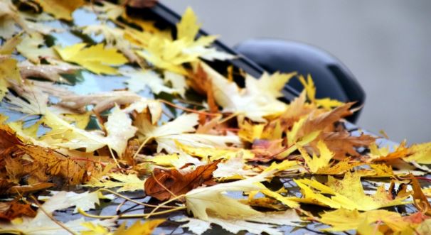 Leaves on a car representing fall car care