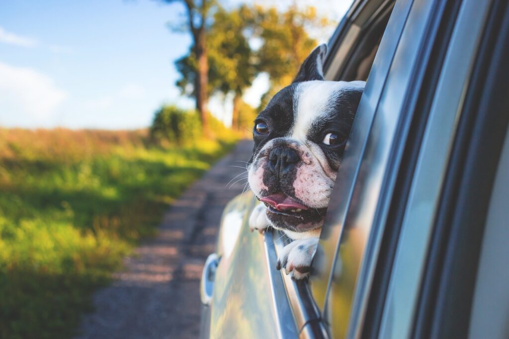 Dog riding in a car on a sunny day